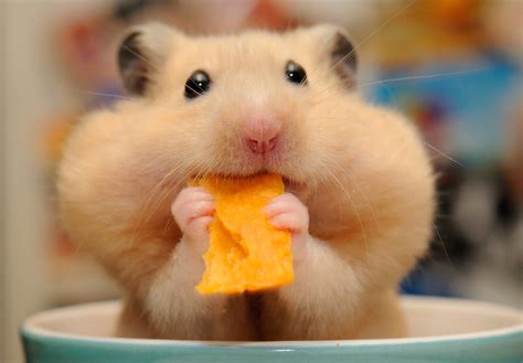 hamster cute